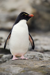 Fototapeta premium Rockhopper penguin, Eudyptes chrysocome, in the rock nature habitat. Black and white sea bird, Sea Lion Island, Falkland Islands. Penguin in the rock. Beautiful sea bird. Penguin in the nature.