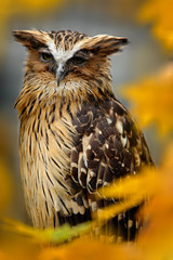 Sunda fishing owl, Ketupa ketupu javanensis, rare bird from Asia. Malaysia beautiful owl in nature orange autumn forest habitat. Bird from Malaysia. Fish owl sitting on branch in green tropic forest.