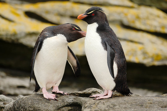 Fototapeta Two penguin. Rockhopper penguin, Eudyptes chrysocome, in the rock, water with waves, birds in the rock nature habitat, black and white sea bird, Sea Lion Island, Falkland Islands