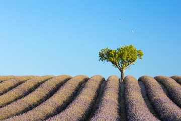 Fototapeta na wymiar lavender rows guide to alone tree in France