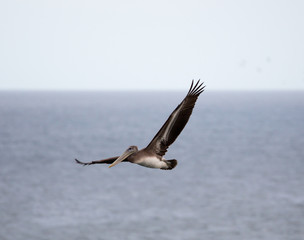 Brown Pelican (Pelecanus occidentalis) flying over the Pacific Ocean
Brown Pelican flapping and gliding over the coastal water of northern california.