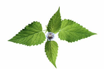 Flowering plant mint flavor isolated on white.