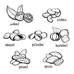 Obraz premium Set of hand drawn nuts, vector illustration
