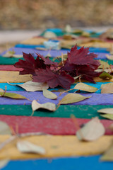 maple leaves lie on a bench color