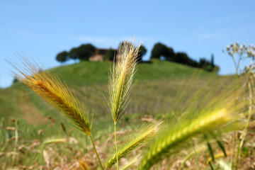 The grain is almost ripe. Needs only a few sunny days. 