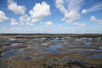 Muschelbank im Wattenmeer