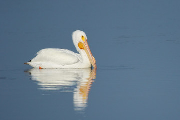 White pelican in a water