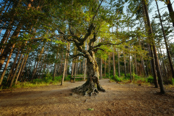 Fototapeta premium The old tree near Belintash sanctuary, Bulgaria