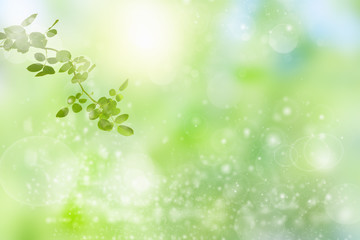 Fototapeta premium Beauty sunny day in the forest, abstract natural backgrounds