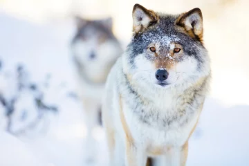 Crédence de cuisine en verre imprimé Loup Deux loups dans un paysage d& 39 hiver froid