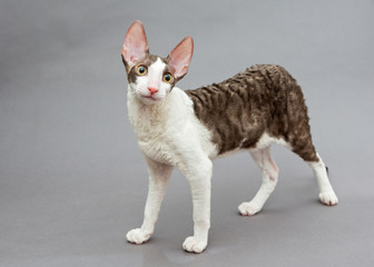 Funny cat Cornish Rex