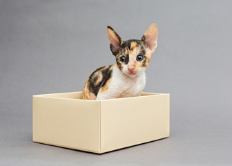 Kitten Cornish Rex in gift box