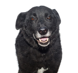 Portrait of a stray dog