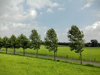 starker Wind saust durch Bäume