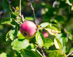 Red apple hanging on a tree