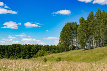 Fototapeta na wymiar Birch Grove, field and blue sky