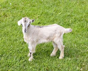 Obraz premium Tiny funny white little kid goat on bright green grass lawn.Goat farm. Farm animals/ Tiny funny white little kid goat