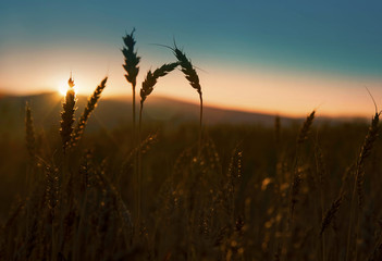 Ears of wheat silhouettes in the sunset light