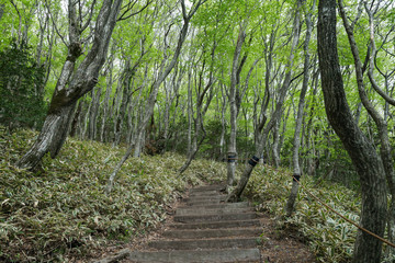 Footpath along the Eoseungsangak Trail next to the Hallasan Mountain on Jeju Island in South Korea.