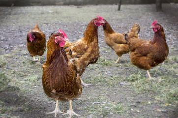 Chickens on traditional free range