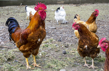 Chickens on traditional free range