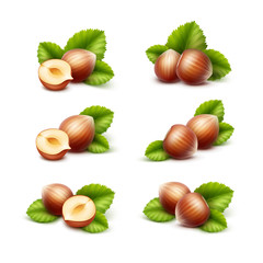 Vector Set of Full and Half Peeled Unpeeled Realistic Hazelnuts with Leaves Close up Isolated on White Background