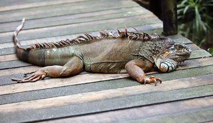 iguane sur un pont