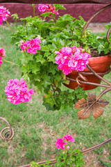 Fototapeta na wymiar Pink flowers outside in pots in summer geranium
