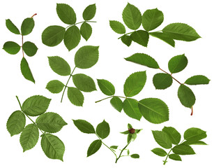 Fototapeta na wymiar Green rose leaves isolated on white background