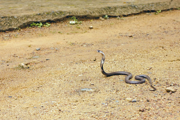 King Cobra Ophiophagus hannah. The world's longest venomous snake. Venomous snake prepares for attack. Cobra Hooded dangerous snake.