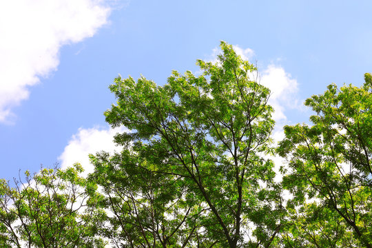 Tree leaves and branches on a sky background