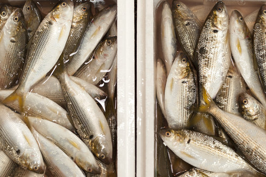 balık pazarı tokyo