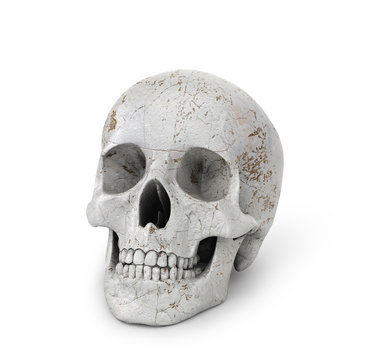 Human skull on isolated white background. 3d illustration