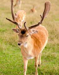 deer in the meadow
