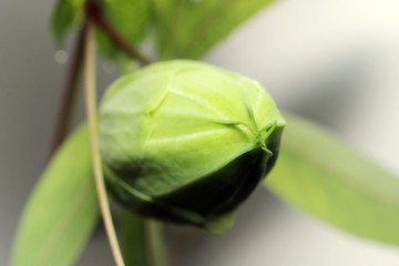 green bud beauty passion flower Passiflora caerulea