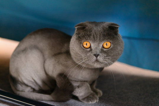 Scottish Fold cat bobbed