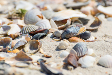 Shells on the beach.
