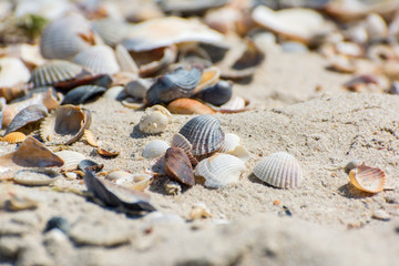 Fototapeta na wymiar Shells on the beach.