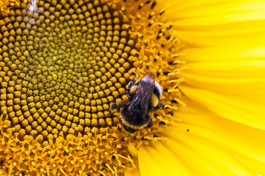 Fototapeta big yellow sunflower