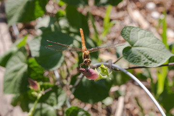 A beautiful dragonfly looking right at you