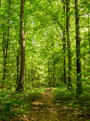 Wald Pfad Bäume Sommerzeit - 117769024