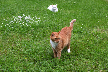 kocie znajomości - rudy i biały kot © agarianna