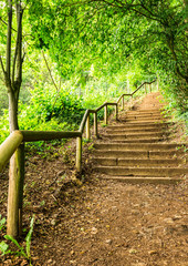 Waldrand Bäume Wald Treppe Stufen Weg
