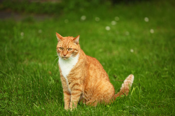 Naklejka na ściany i meble rudy kot w ogrodzie