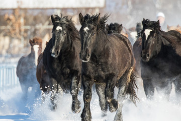 Obraz premium 雪原を走る馬