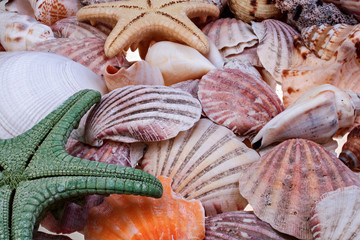 Colorful seashells and starfishes as background