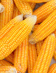 pile of corn