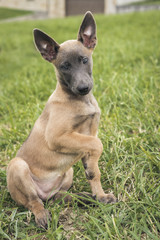 Belgian Malinois puppy. Little dog in the grass