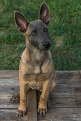Belgian Malinois puppy. Little dog in the grass