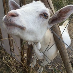 Chevrette blanche © malifotolia